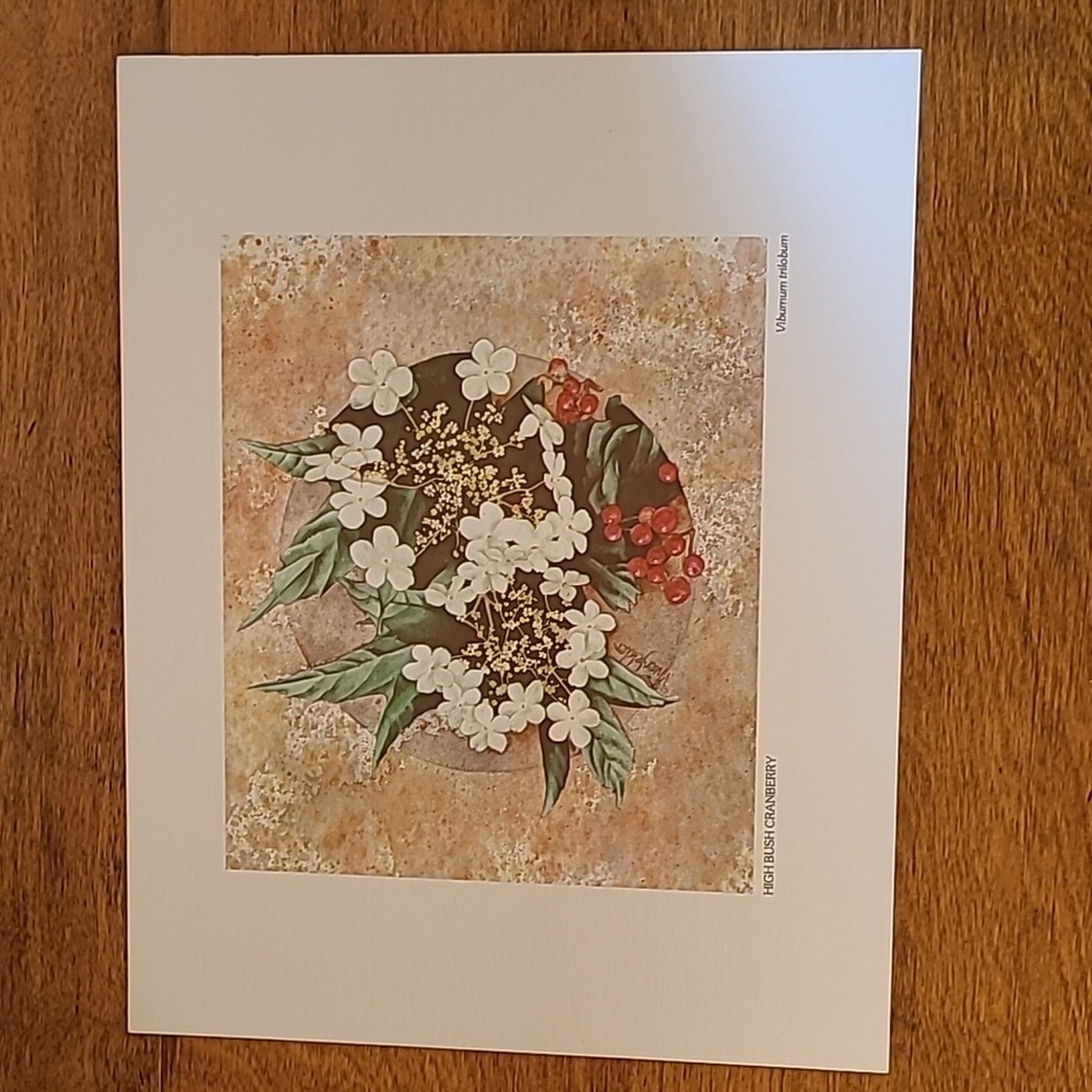 VIVIAN THIERFELDER VINTAGE FLORAL ART PRINTS, Unframed - Picture 4 of 16